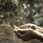 plant groeit in hand van persoon