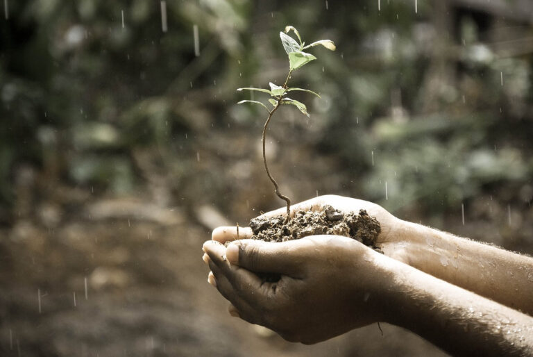 plant groeit in hand van persoon